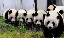 熊猫村最新爆料大赛,揭秘神秘事件，竞猜大奖等你来拿！